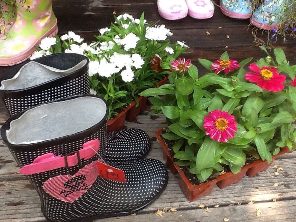 I also like to choose flower colors that match or compliment the boot colors, in this case pink and white.  A pony pack (6 plants) is too many plants for a pr of boots but single plants are too large.