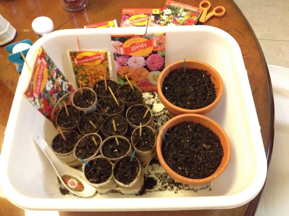 I also used colored toothpicks to remember which flowers I planted in which rolls. You may cover with Saran Wrap until the first sprouts start to show. The Saran Wrap will act like a green house.