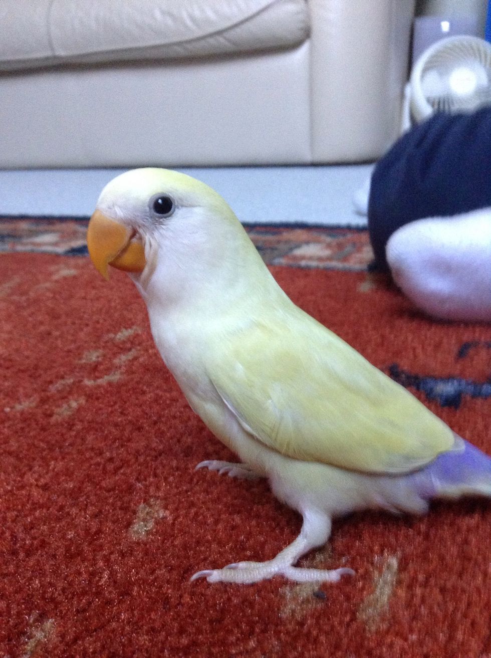 I am making this collage look like my baby love bird!