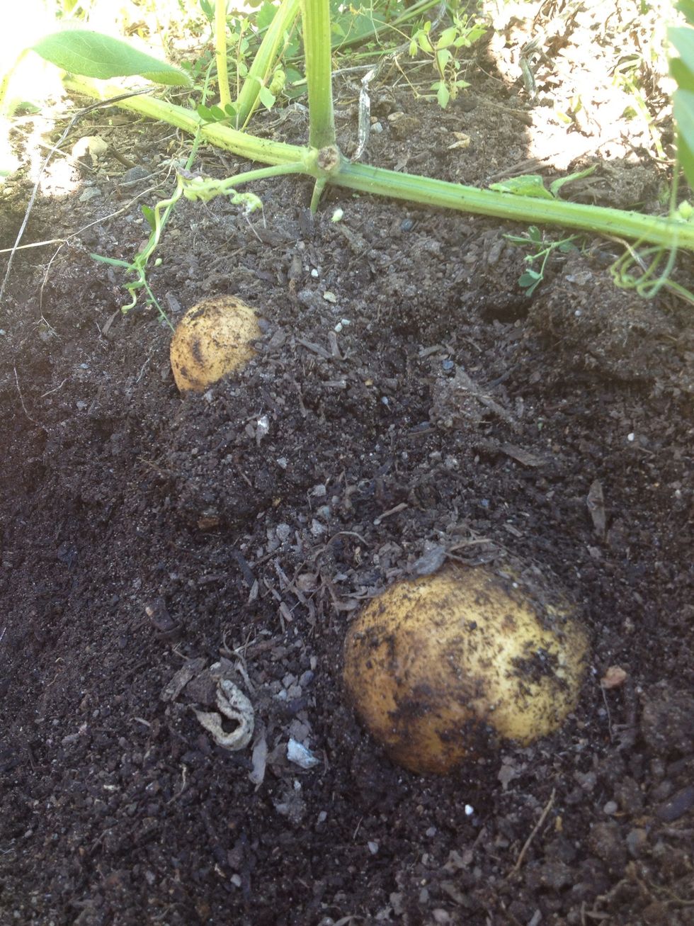 I begin with harvesting my potatoes out of the garden. These are German butterballs but I also use fingerling potatoes for this dish :)