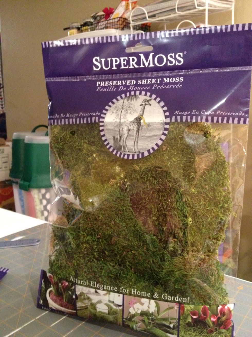I bought my moss at Michaels.