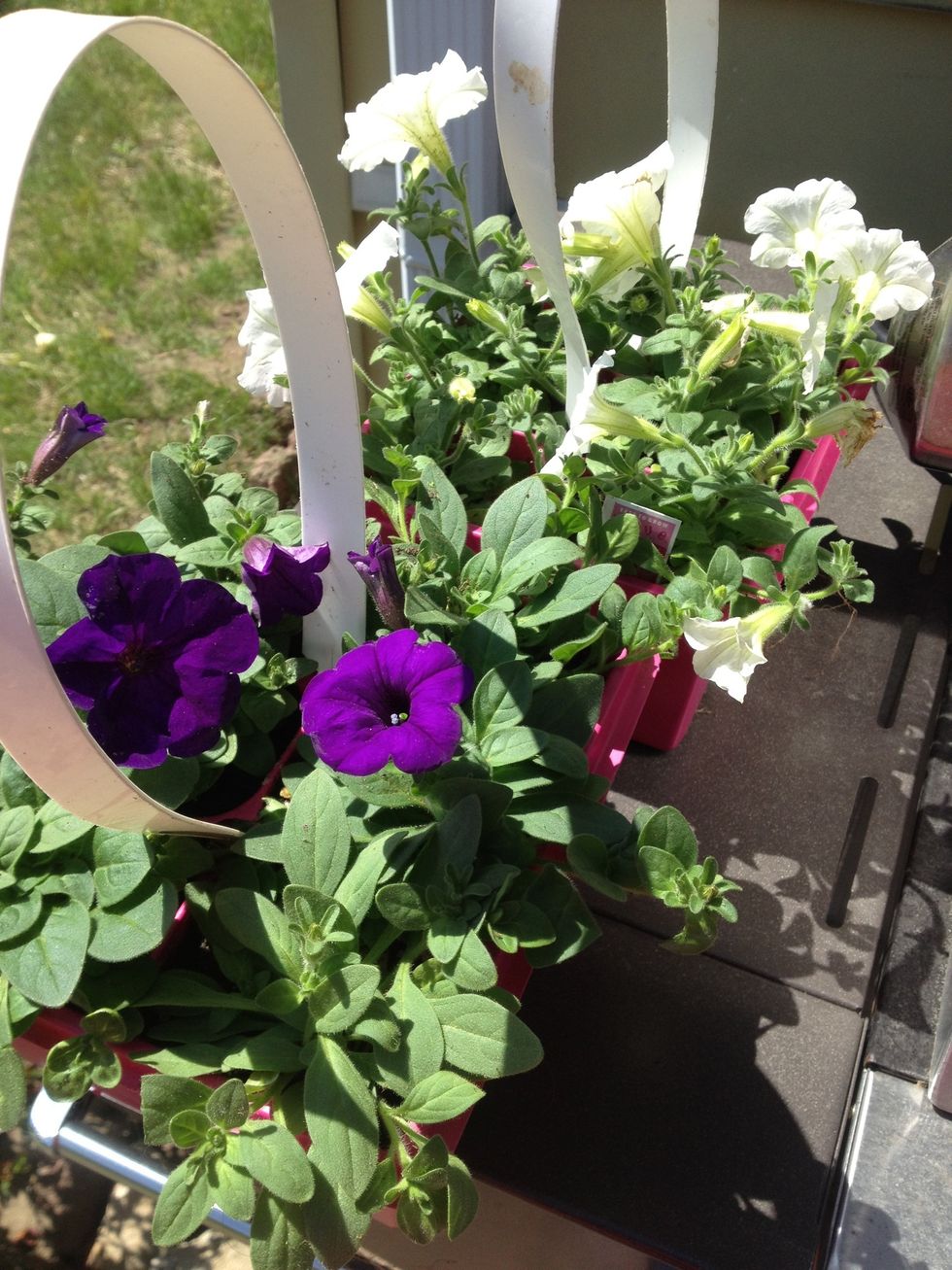 I bought petunias purple and white ones. These are good because they are hardy and require full sun.