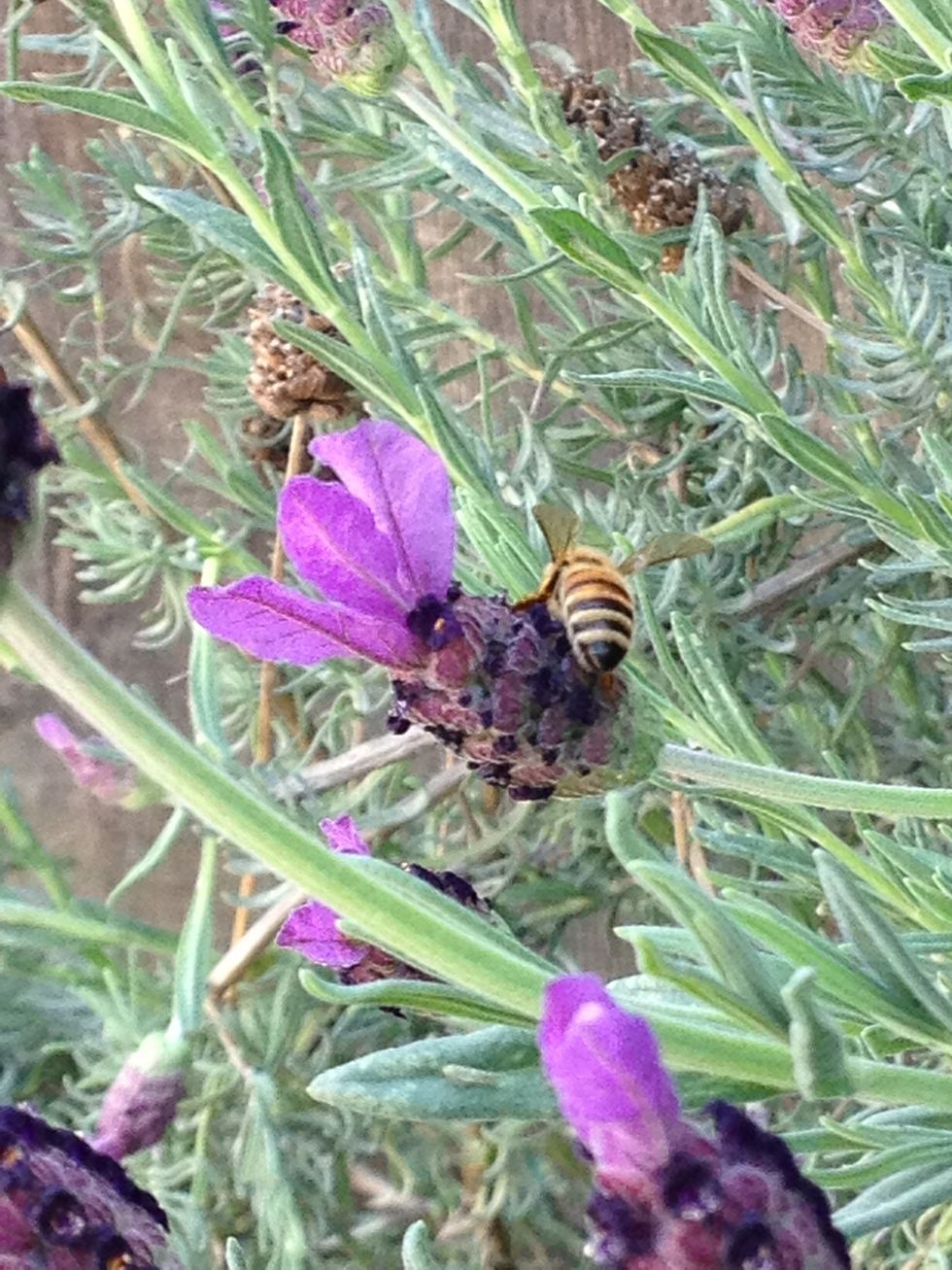 I clipped some lavender (minus the bee).