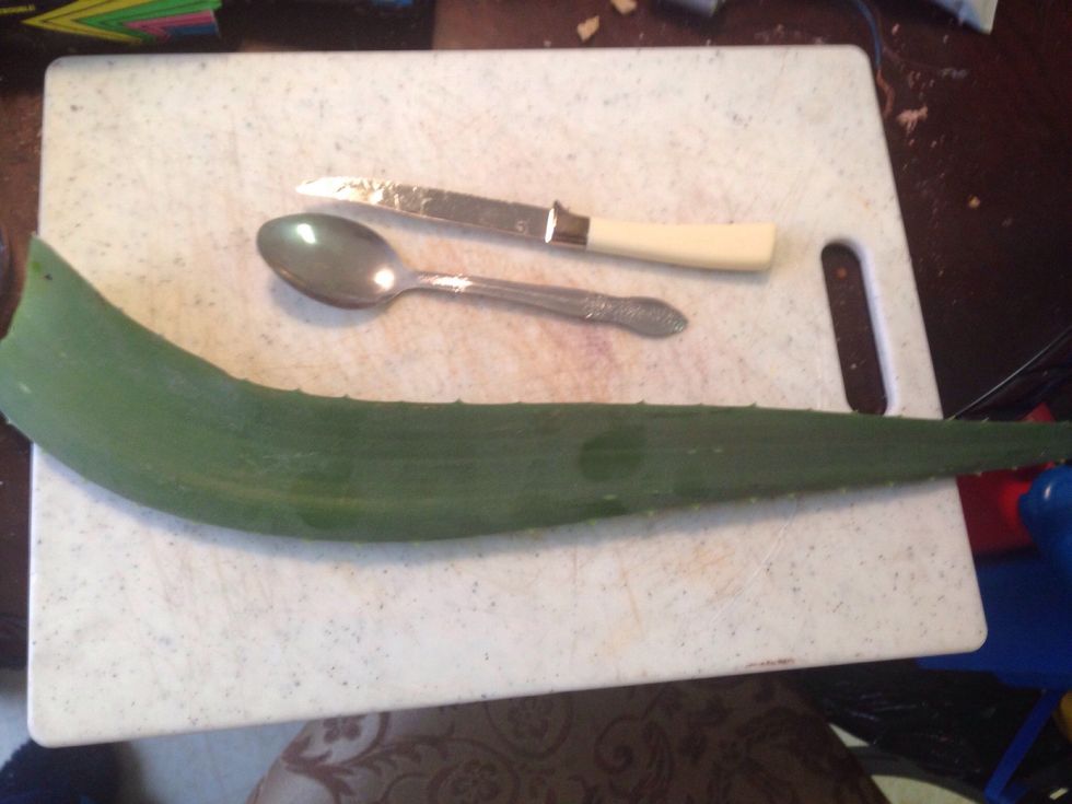 I cut one of the bottom most leaves off of the plant for this guide