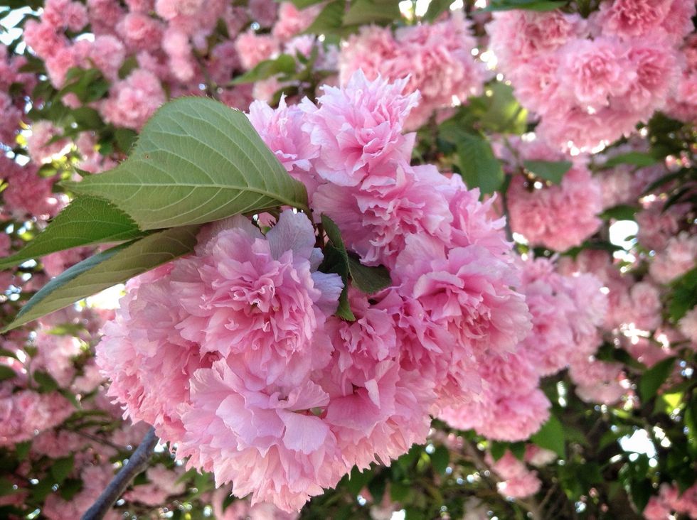 I didn't use blur on this one. It is too pretty.