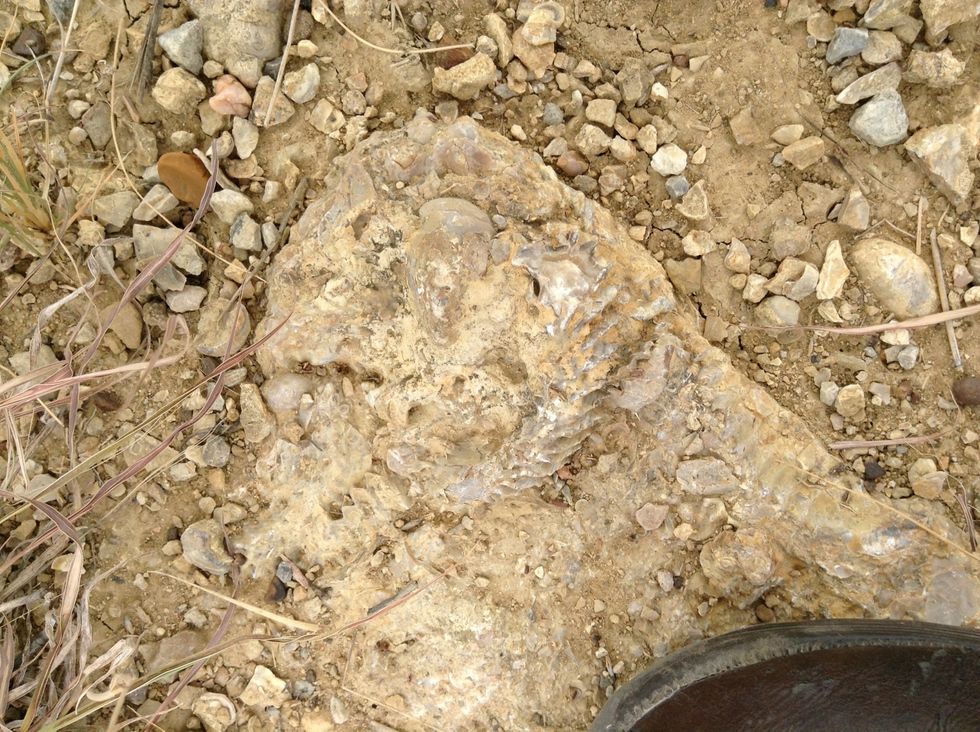 I don't know what kind this fossil is but it is very interesting.Maybe if you go to the OLC  you can find out what kind of fossil it is?