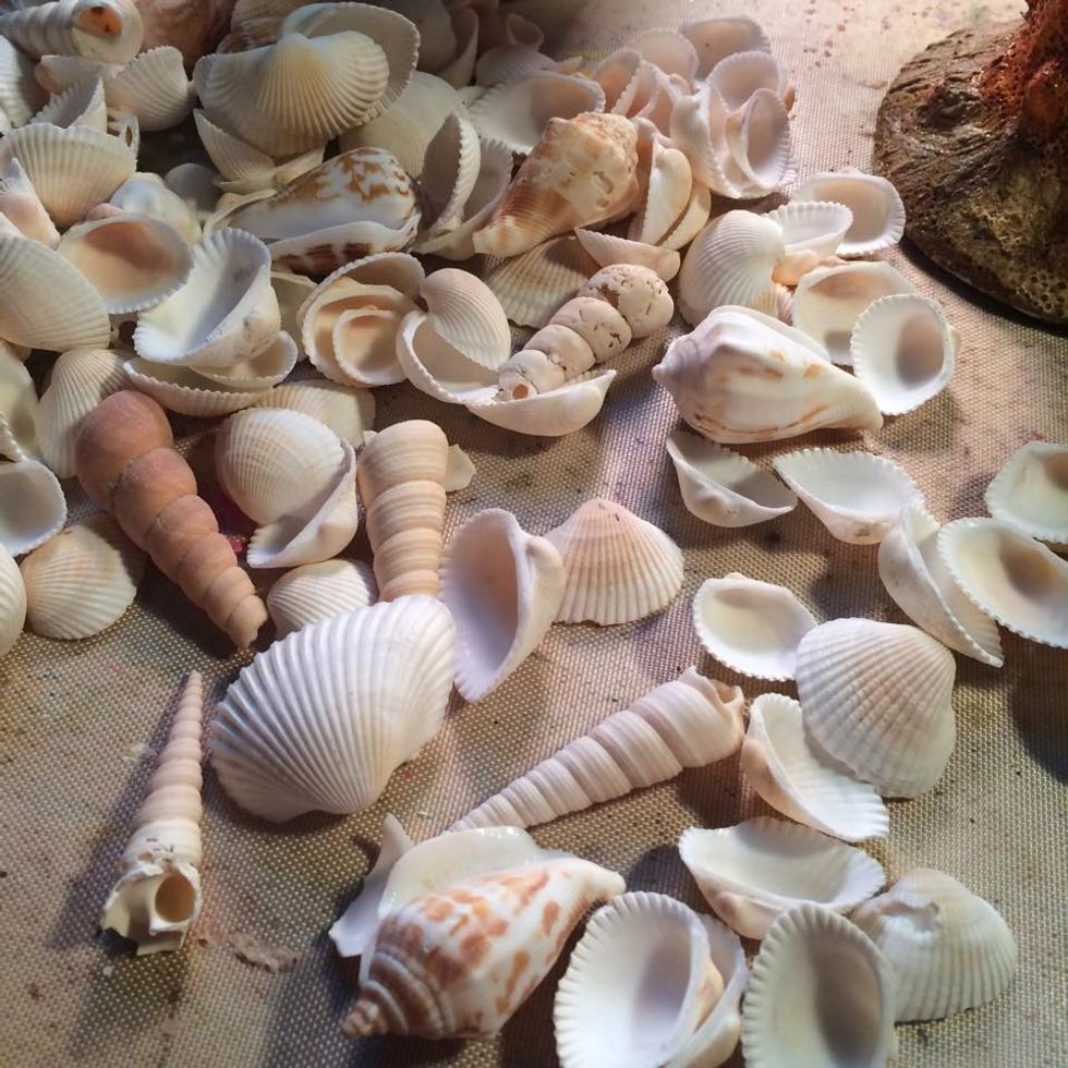 I dumped out my shells and picked the ones I wanted to use. I also had a bag of buttons and picked from that as well. These I glued onto the base with my hot glue gun.