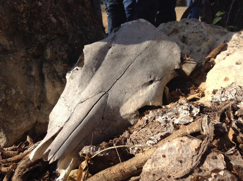 I found a Bull scull.