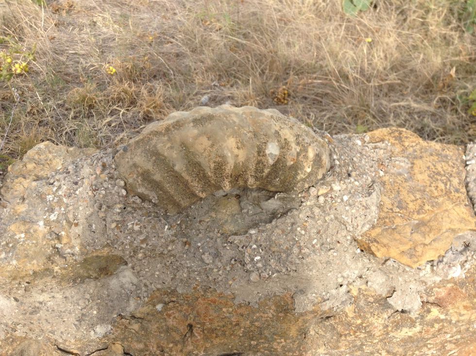 I found a Focal when I was Geocaching.