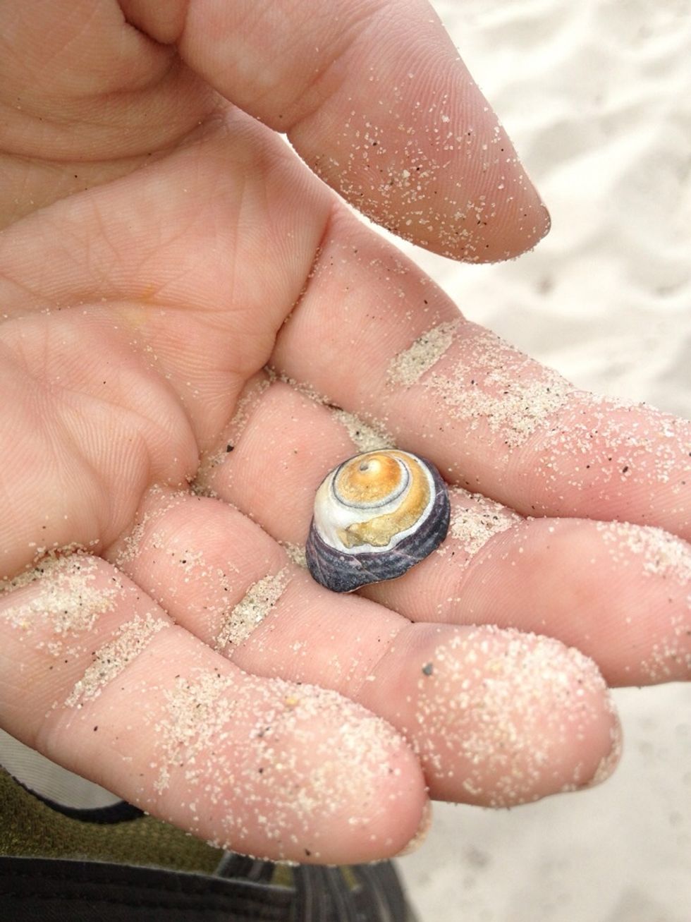 I found a seashell!!