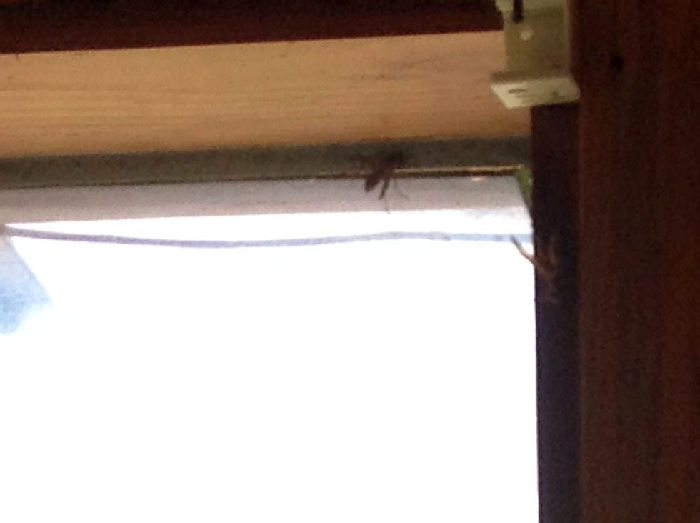 I found a Wasp in a house when I was learning about Electricity.