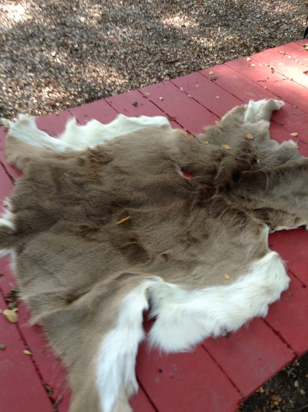 I found coyote skin laying around the table!