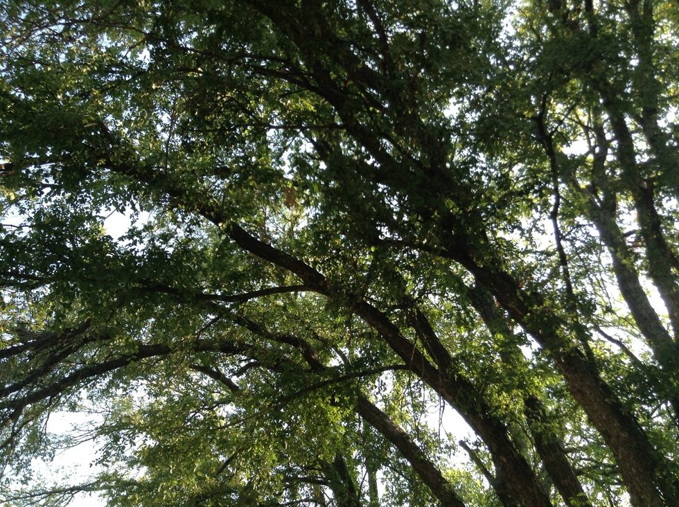 I found Oak at the OLC.