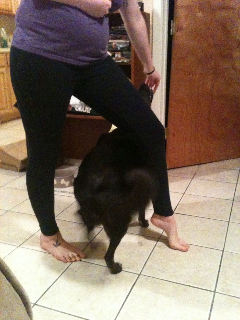 I go through the same motions for the second time around. I do this in repetitions of three so I have three treats all together, rewarding after each weave then releasing at the end.