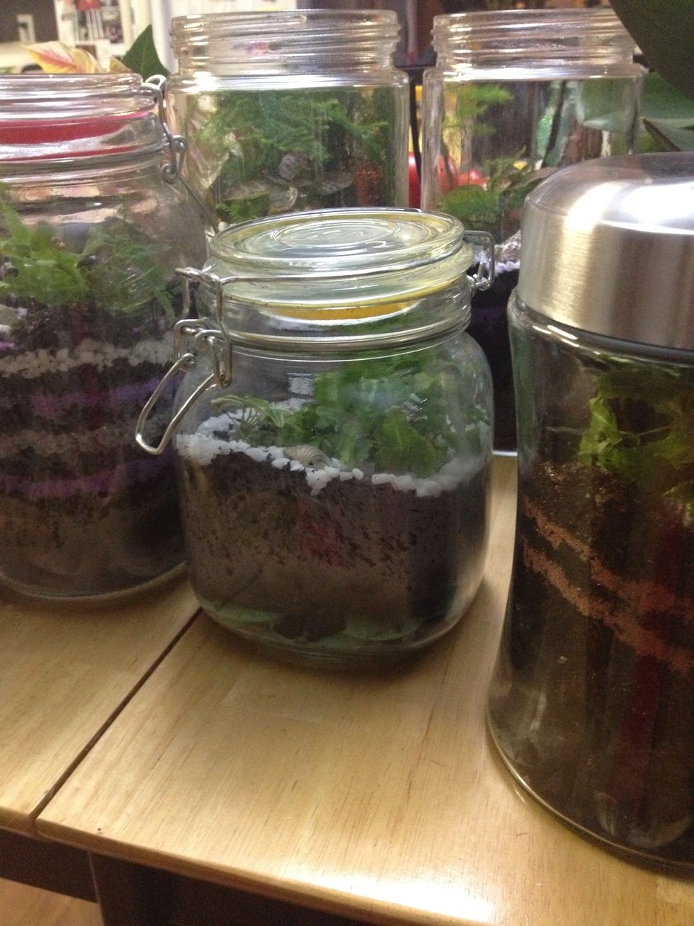 I got the jars from a discount home goods store and from the dollar store. I estimate each completed terrarium cost under $10 each.