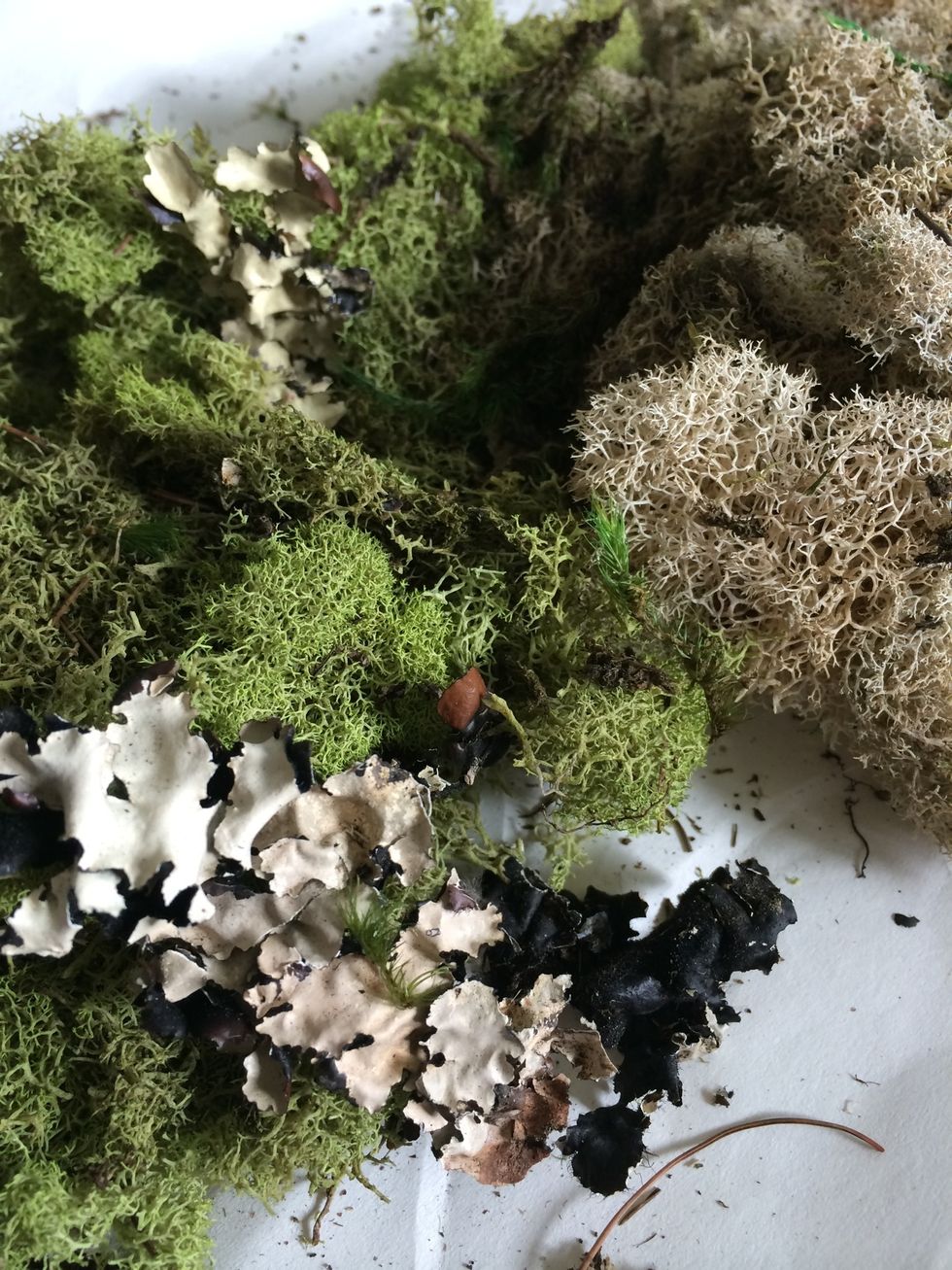 I got this moss at a craft store called Pat Catans. In other projects I haves used moss from Lowe's. You should use gloves when you handle the moss.