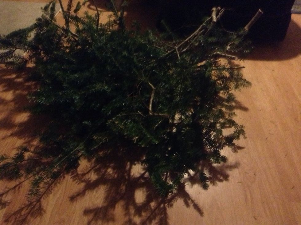 I got this pile of tree trimmings at the Christmas tree stand from the Boy Scouts for a donation of 5 dollars