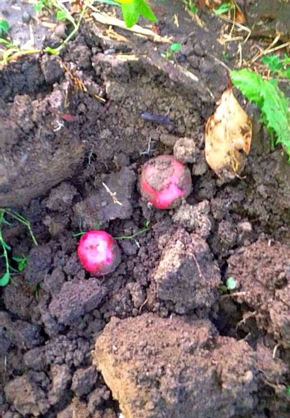 I grow my own potatoes and the taste is so different from those you buy from market shelfs