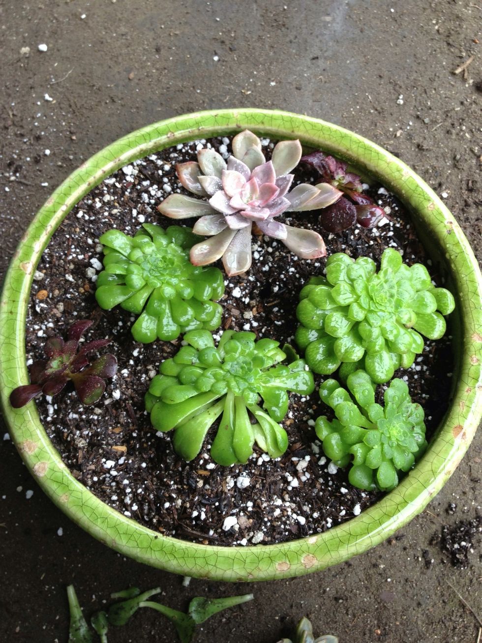 How To Make A Succulent Dish Garden B C Guides