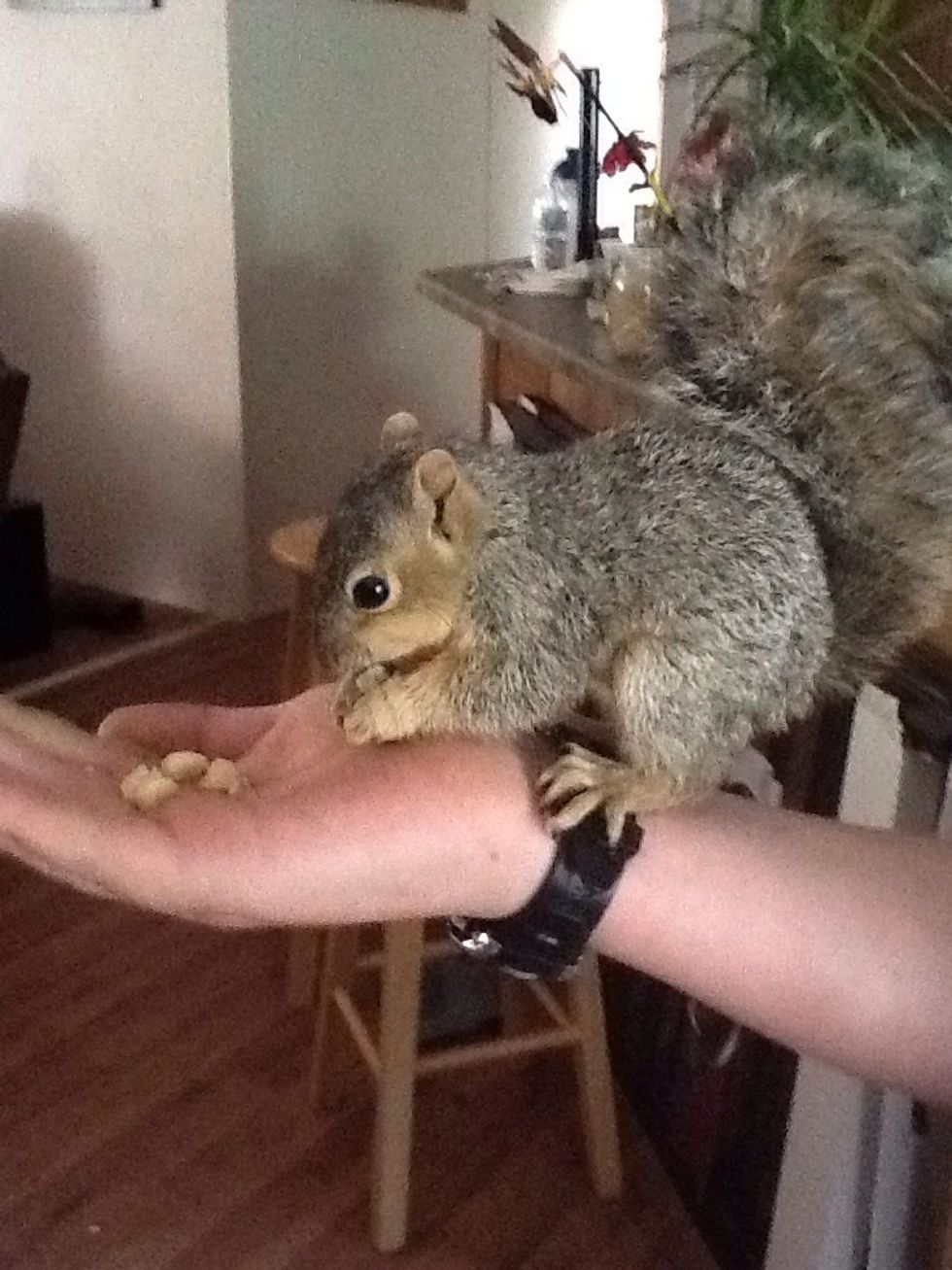 I have a pet squirrel and yes he comes in the house and lives out side when ever he wants to i don't like when he's in bc i feel cruel but he has his right to go outside when he wants so yeah