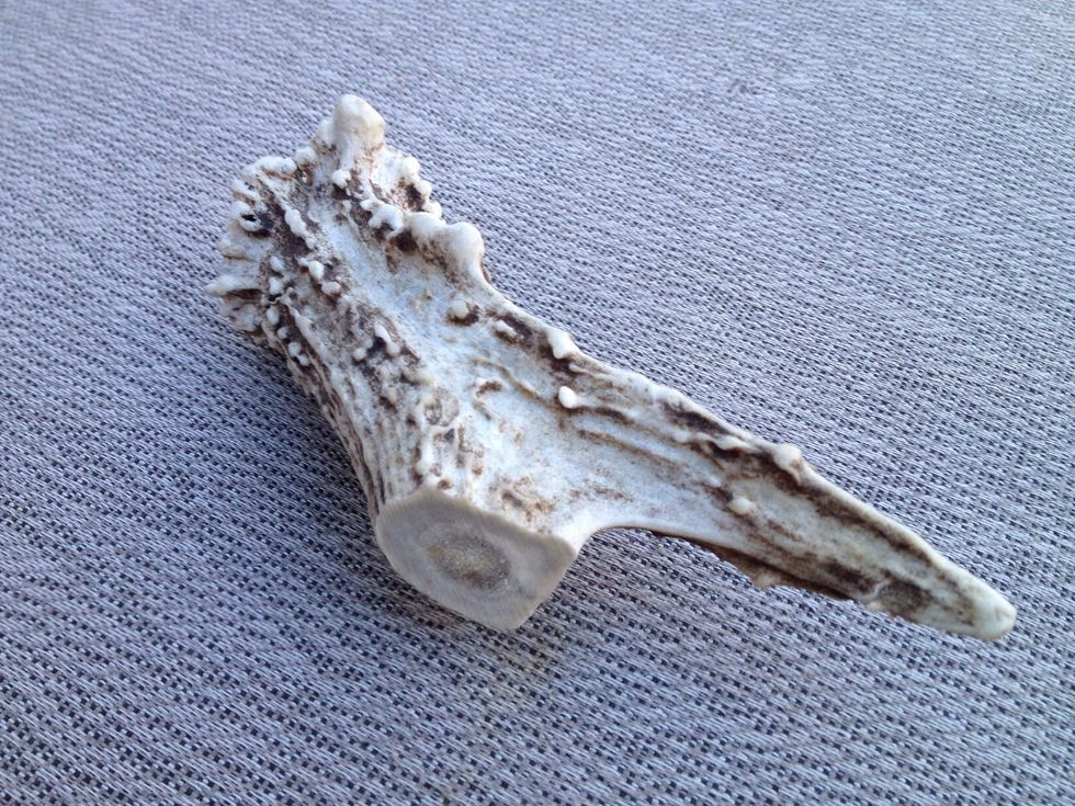 I have cut the base out of an antler shed someone gave me. I love the natural coloration and character of this antler. The thick part will be the handle and the tine will become the blade.