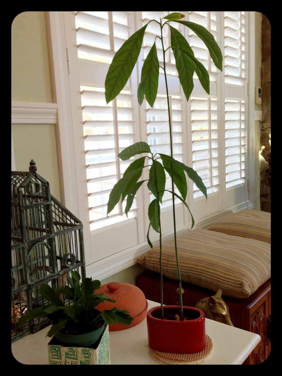 I have some pots with multiple avocados in them. Enjoy!