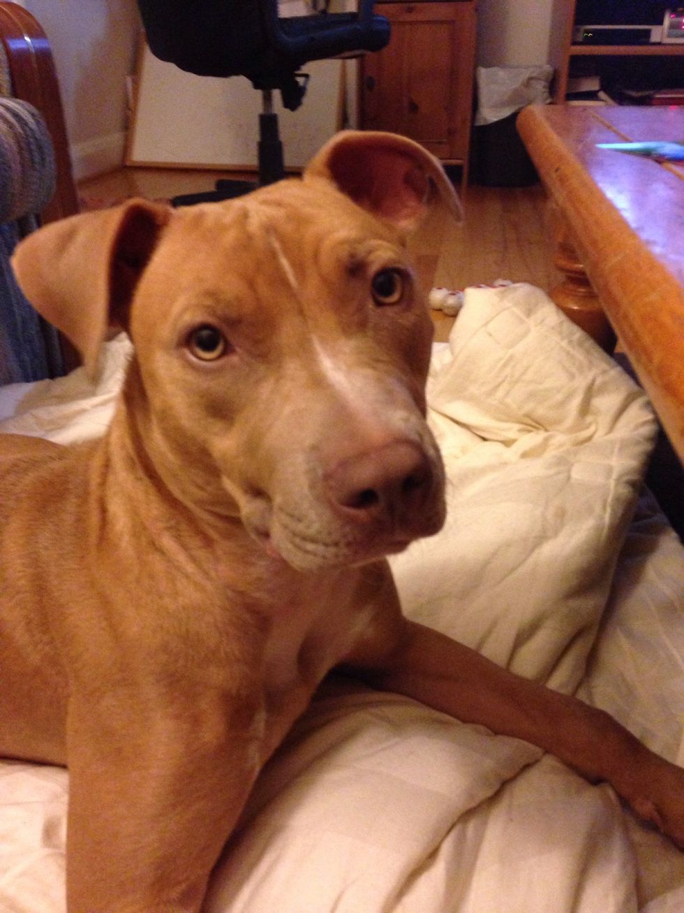 I hope your dog enjoys them as much as ours does.