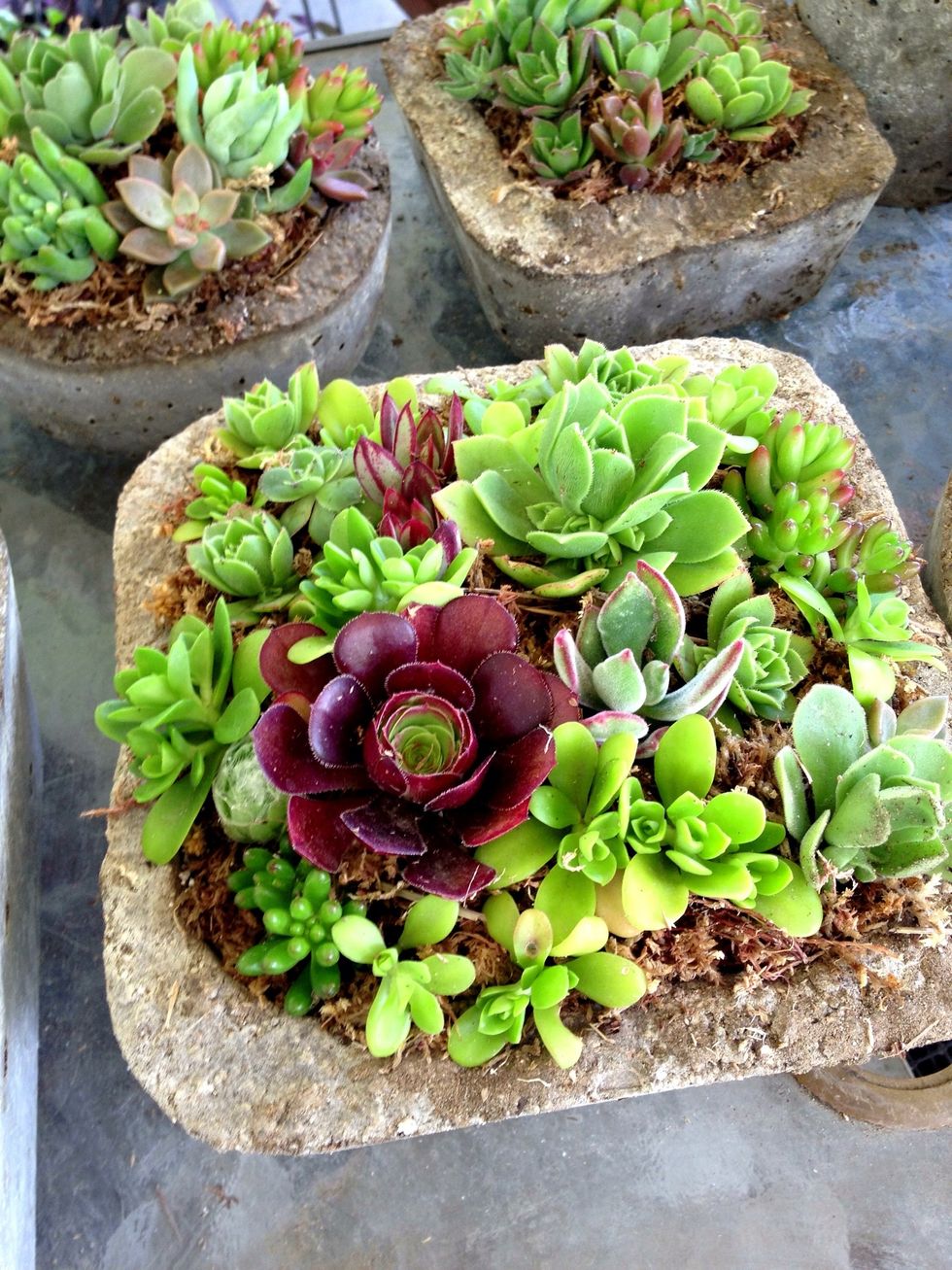 I like to use rosette style succulents, but they would look nice with some aloe or cacti too.