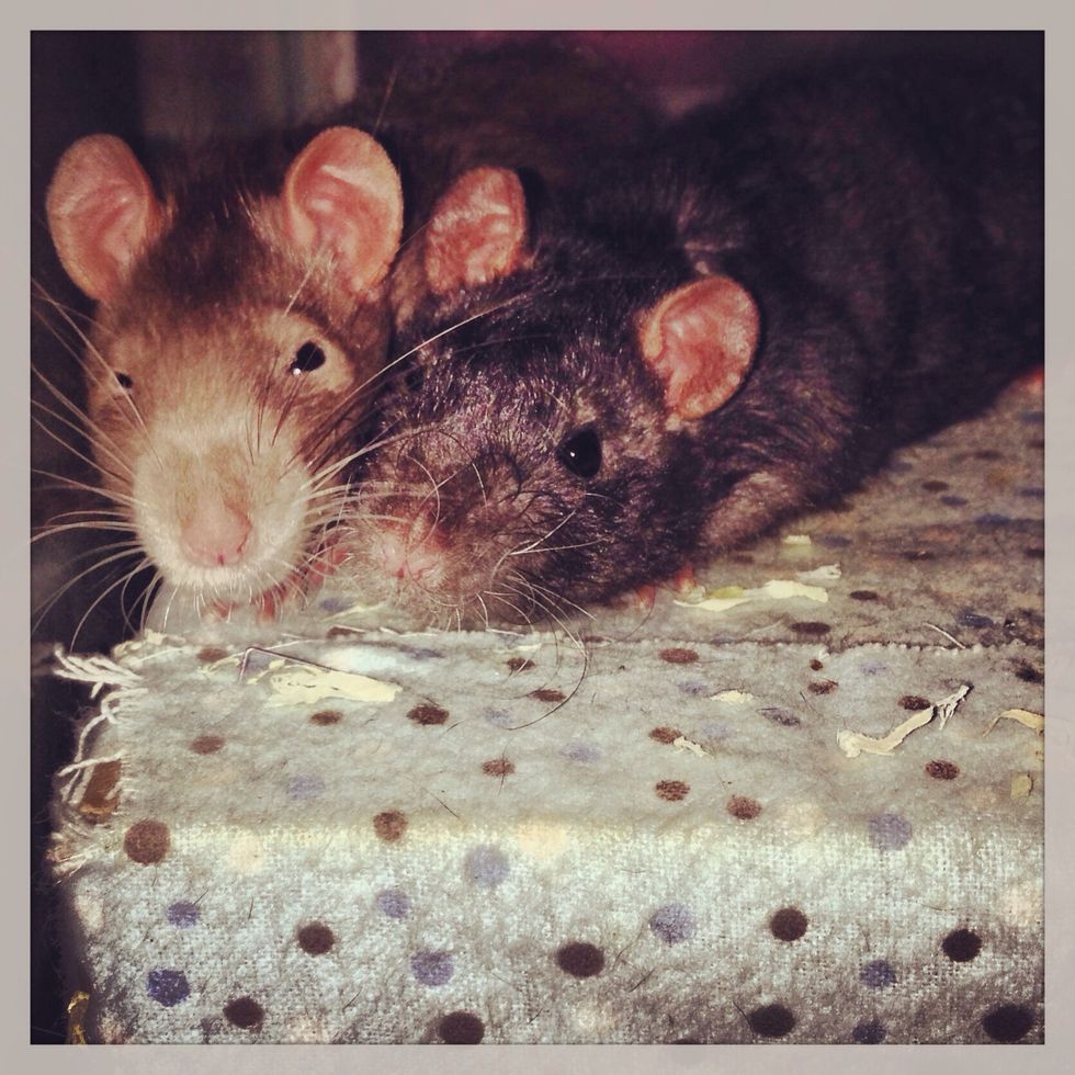 I'll start by saying I own 2 male rats, they are ALOT of work. Please don't get a rat unless you have enough time for them, they require lots of love.