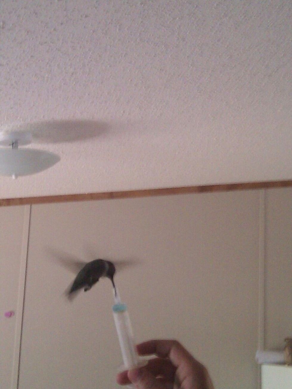 I love animals and love rescuing them as well