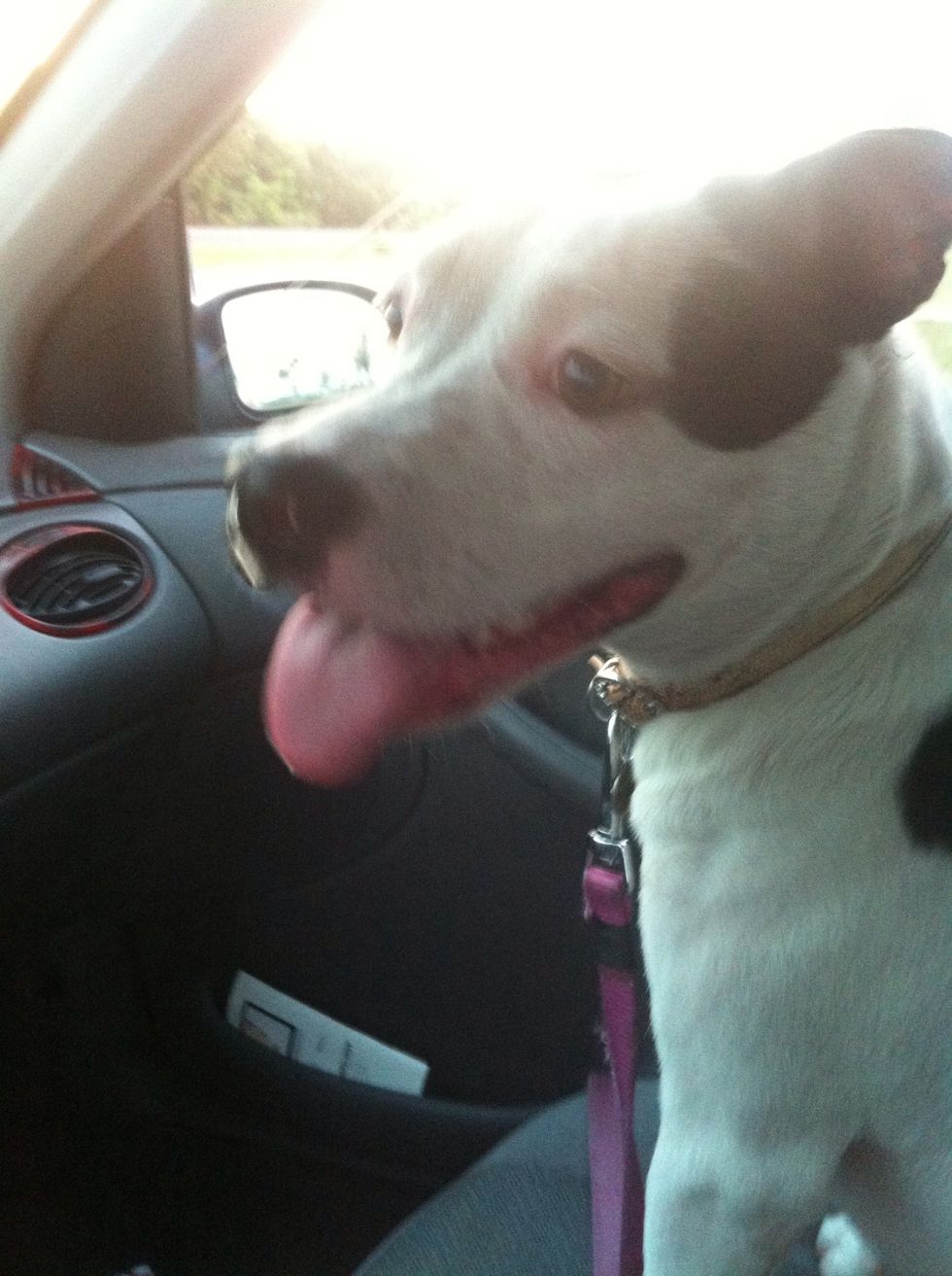 I love taking my puppy to the dog park! She gets to play with her friends and exercise. But the only down side is that she gets dirty!! \ud83d\udc36