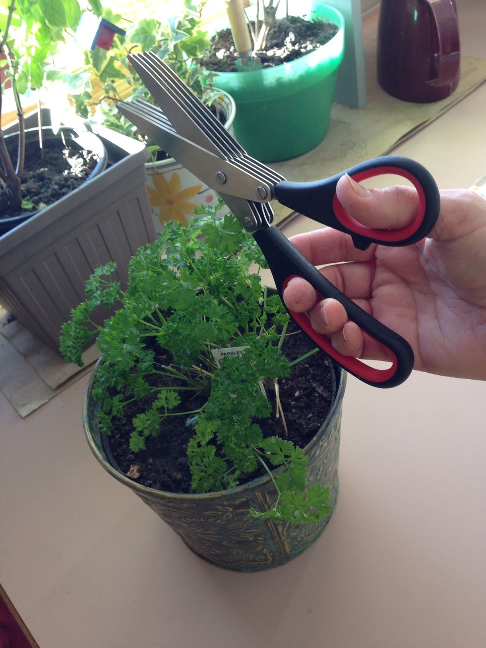 I love to keep one of my garden parsley & Basil plants over winter so I have a supply of FRESH! This herb cutting scissor was a gift from my sister and it works great!