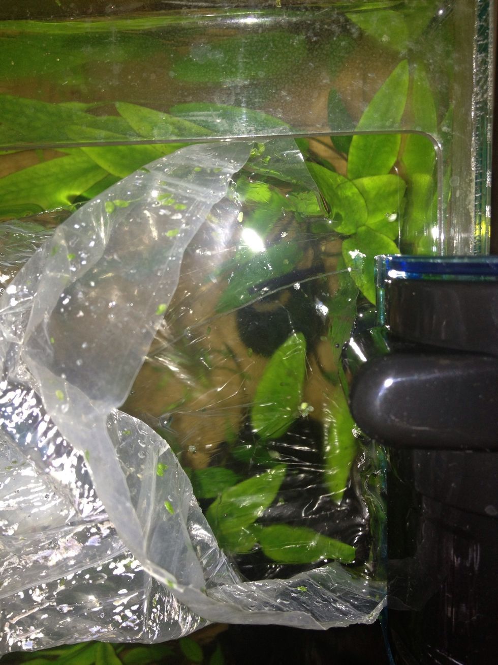 I'm going to add some of my water to mix with their water. This is so it doesn't shock their systems with the different water chemistry.