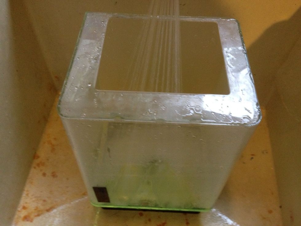 I'm rinsing this with hot water. Never use soap in an aquarium! It will kill your fish! Since this tank was clean when I got it, just a good rinse will do. Ask your fish shop about disinfecting.