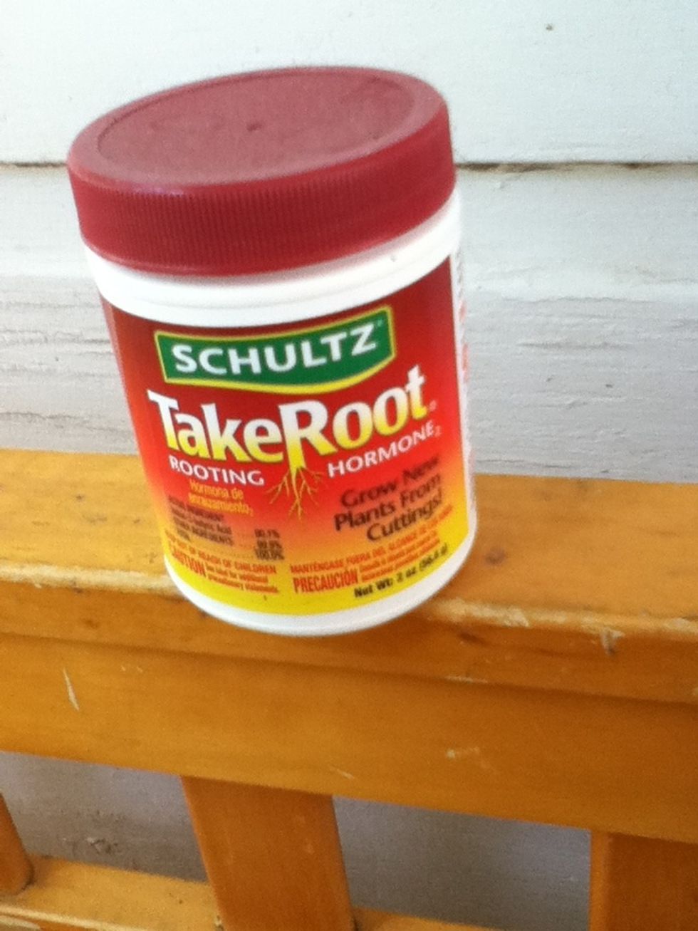 I'm trying this powder to help give my cuttings a little extra edge. They'll need it with me. I've even killed cactus and air plants! :-}