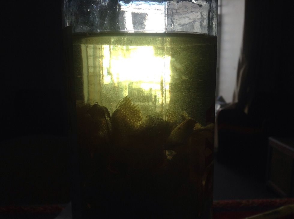 I'm trying to capture the beautiful lemon yellow colour of the liquid. Sit in a dry, dark place 2-3 weeks, stirring it up once every so often.