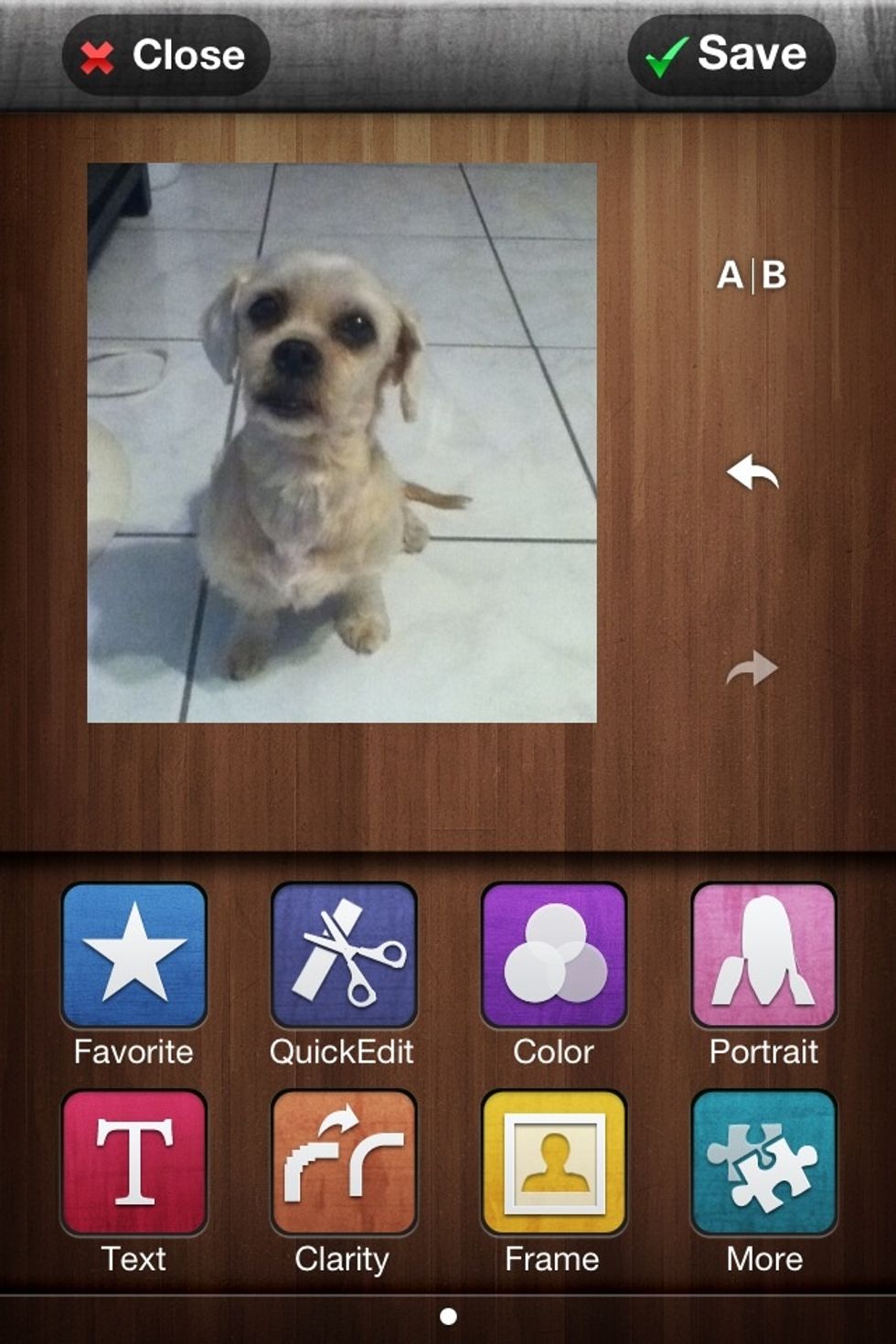 I'm Using A Photo Of My Shih-Tzu As An Example.