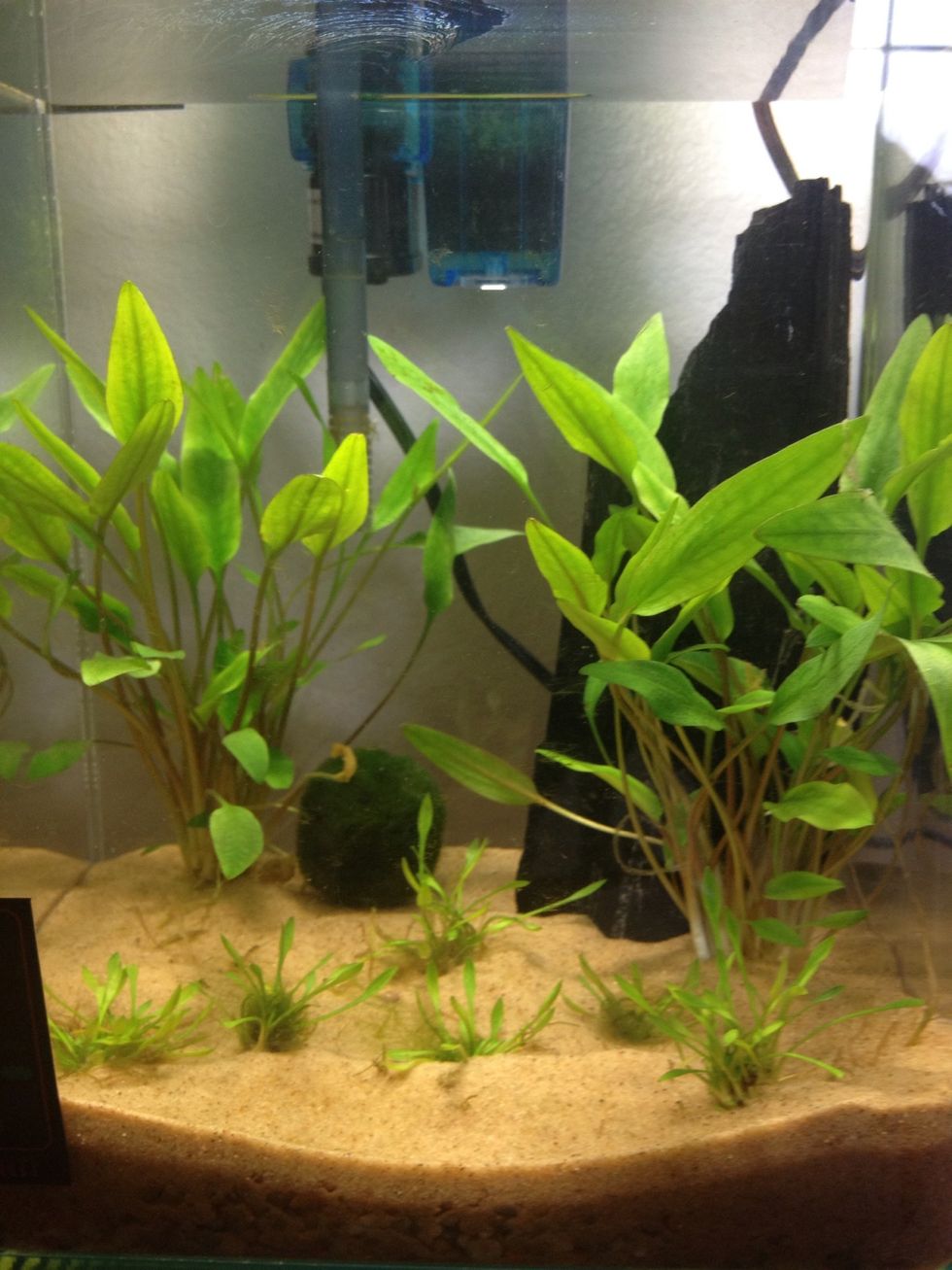 I need to take my shrimp from the bag to the tank.