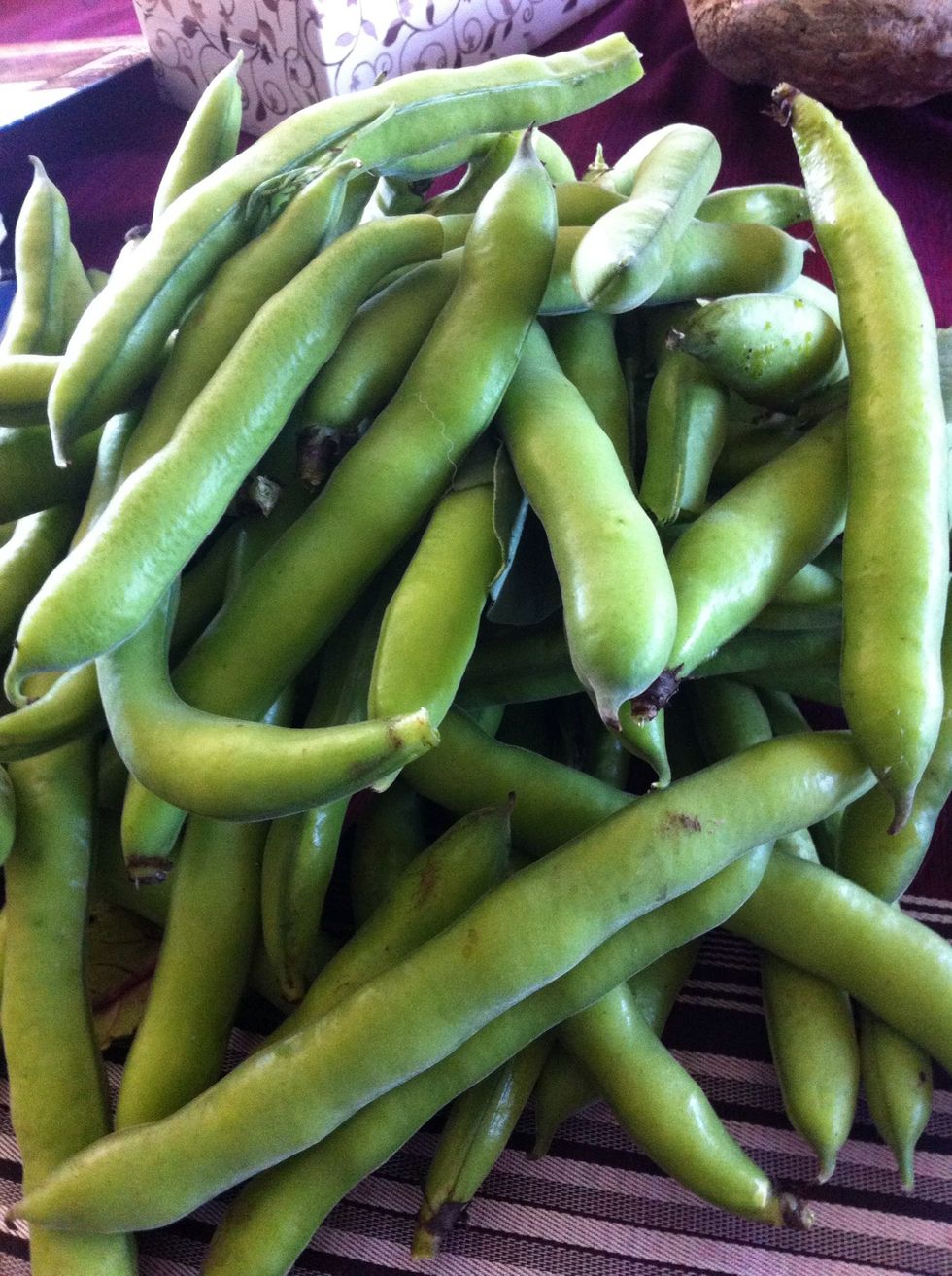 I picked 4 pounds of beans.