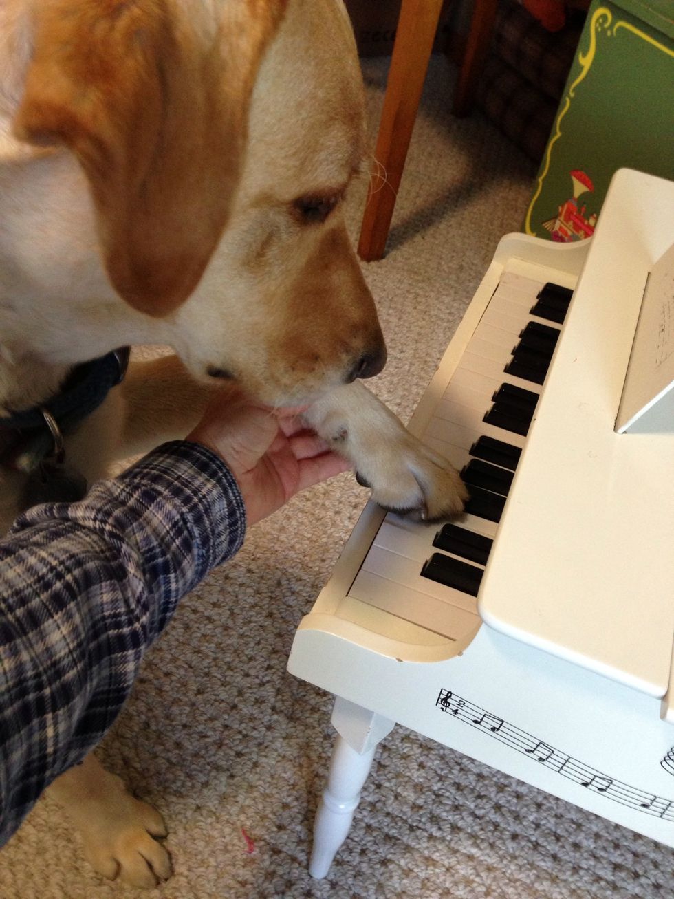I said "Play the Piano" every time I placed her paw on the keys... Then immediately followed with a treat & praise. Dogs love to please us.