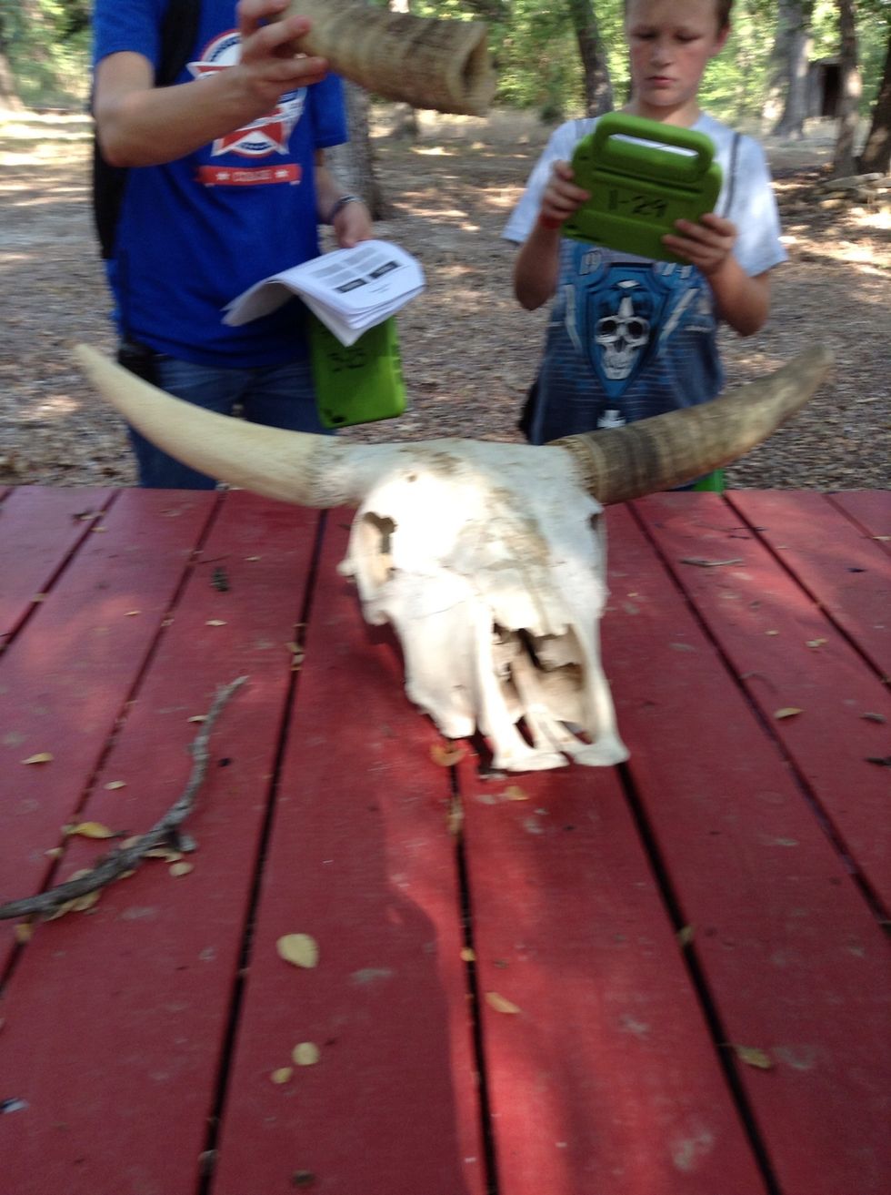 I saw a deer head and then I found out it was actuality a long horn it was scary.