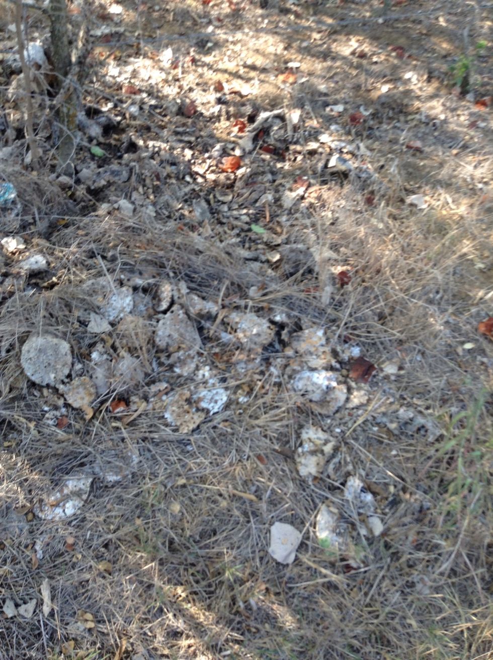 I saw a ton of dead cactus that looked like this when we started the first day what a great first impression.