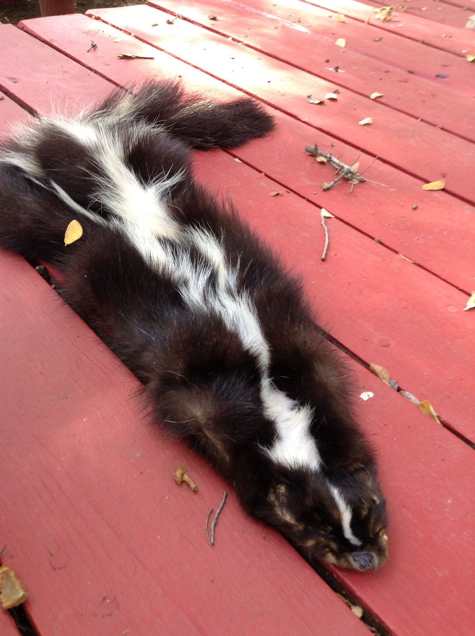 I saw on a table a skin of a skunk. I think someone killed the skunk and the used it's skin.