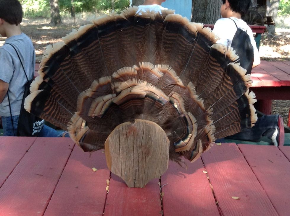 I saw these turkey feathers on the trail!