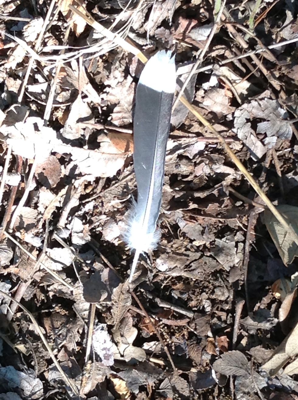 I saw this amazing feather on the trail
