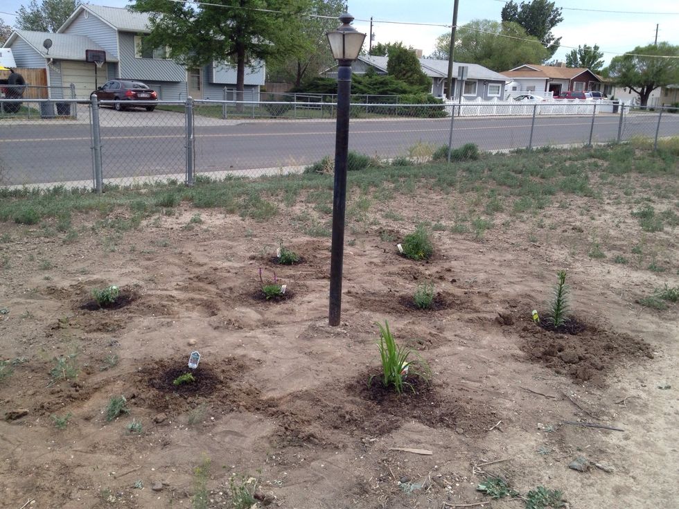I started with a few bushes. Perennial is all I plated because they will grow bigger each year.