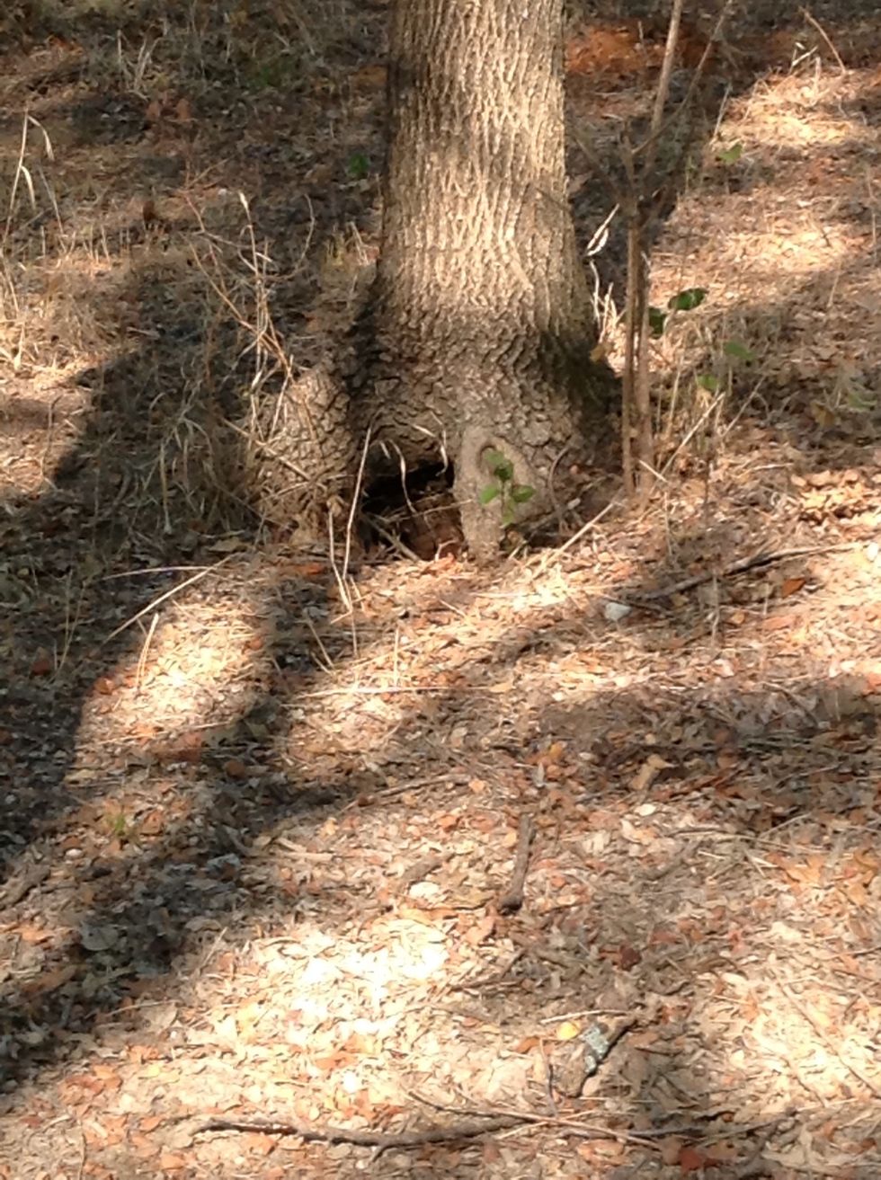 I think I found a borrow!