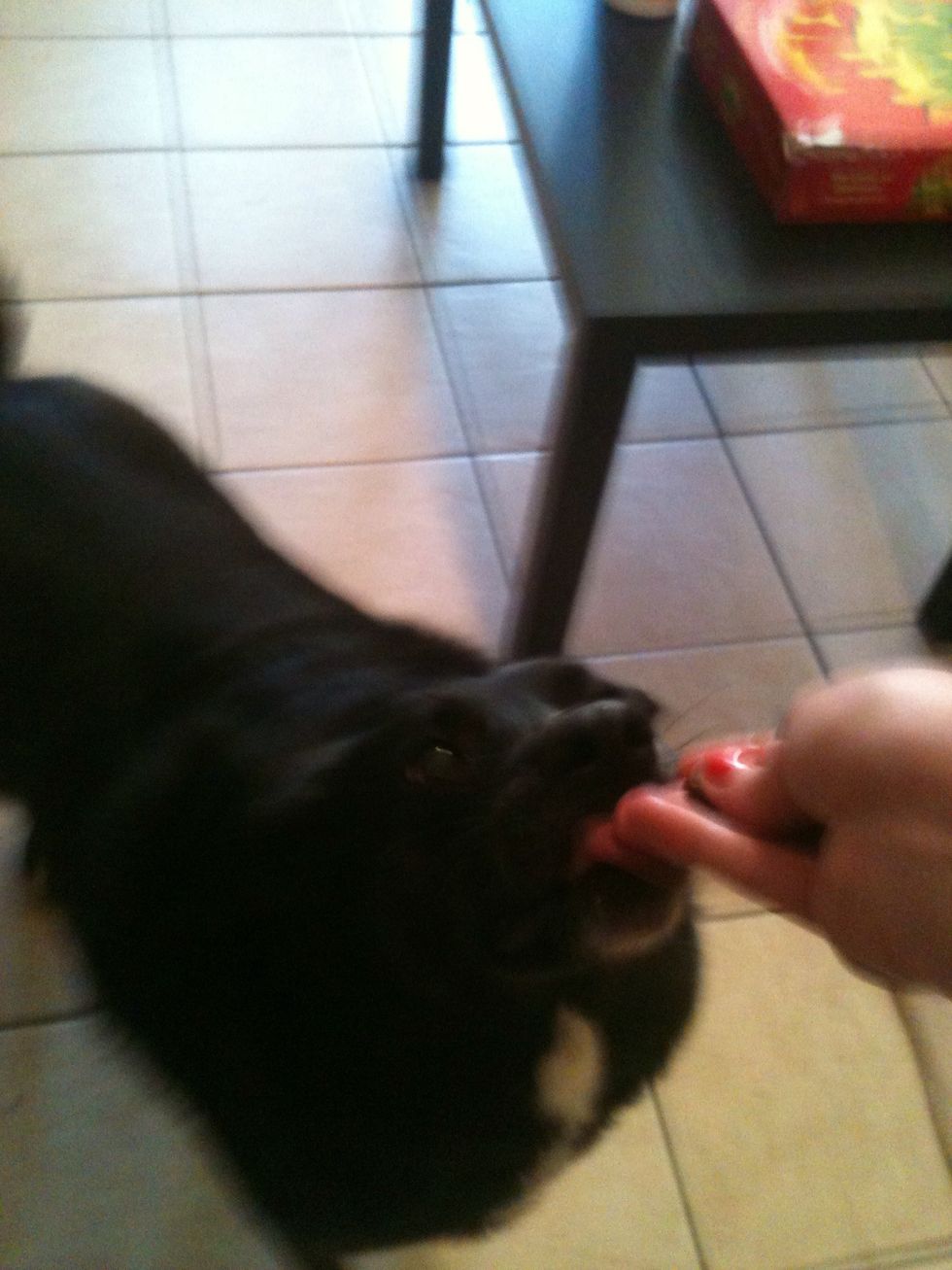 I use a flat hand as my signal, so when I hold the treat I try to have it look as similar as possible. Push the treat toward the dog's face at nose level.