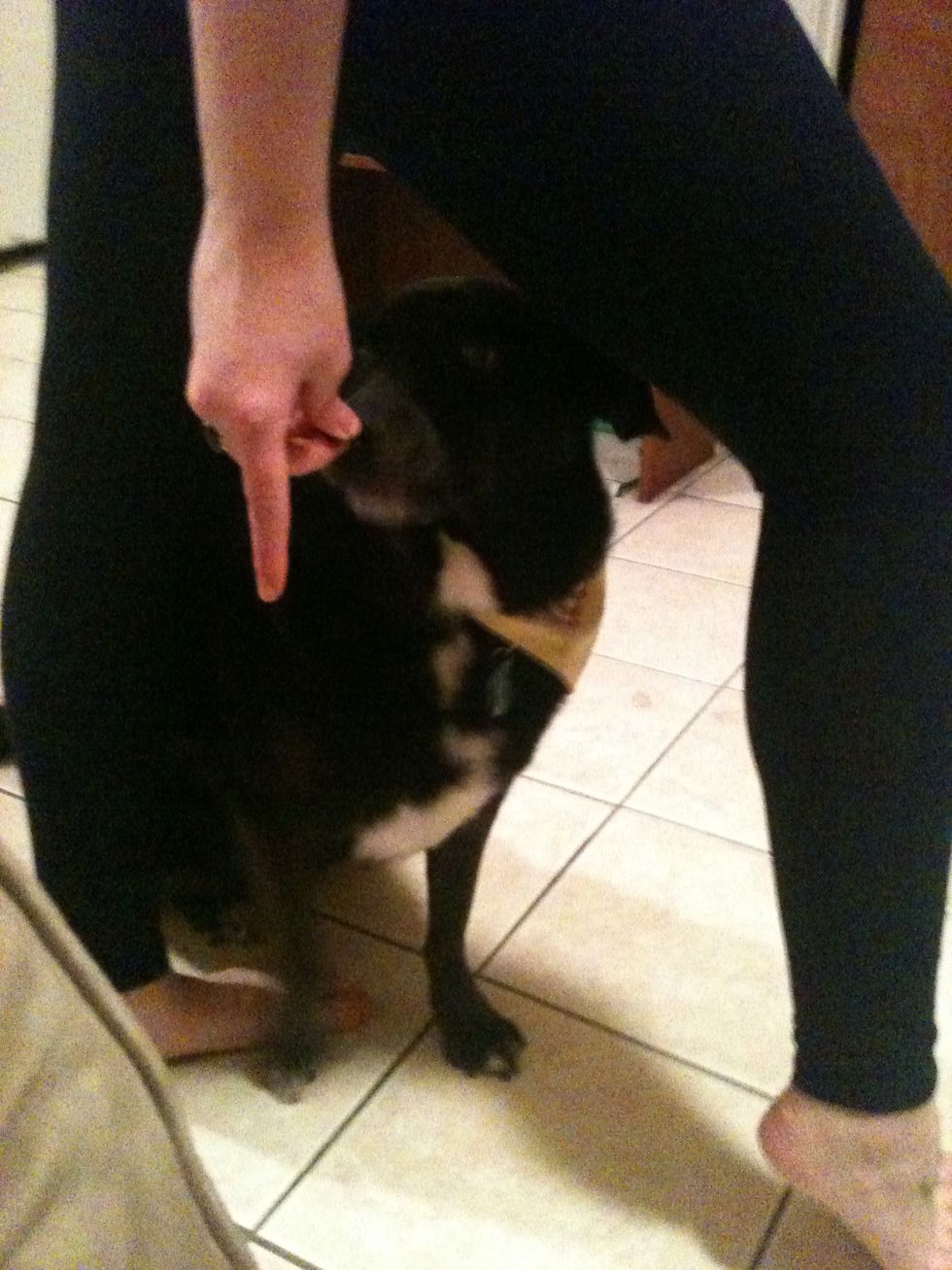 I use a wiggly finger motion and the word THROUGH to get my dog to weave. I have a treat in my hand for him to follow.