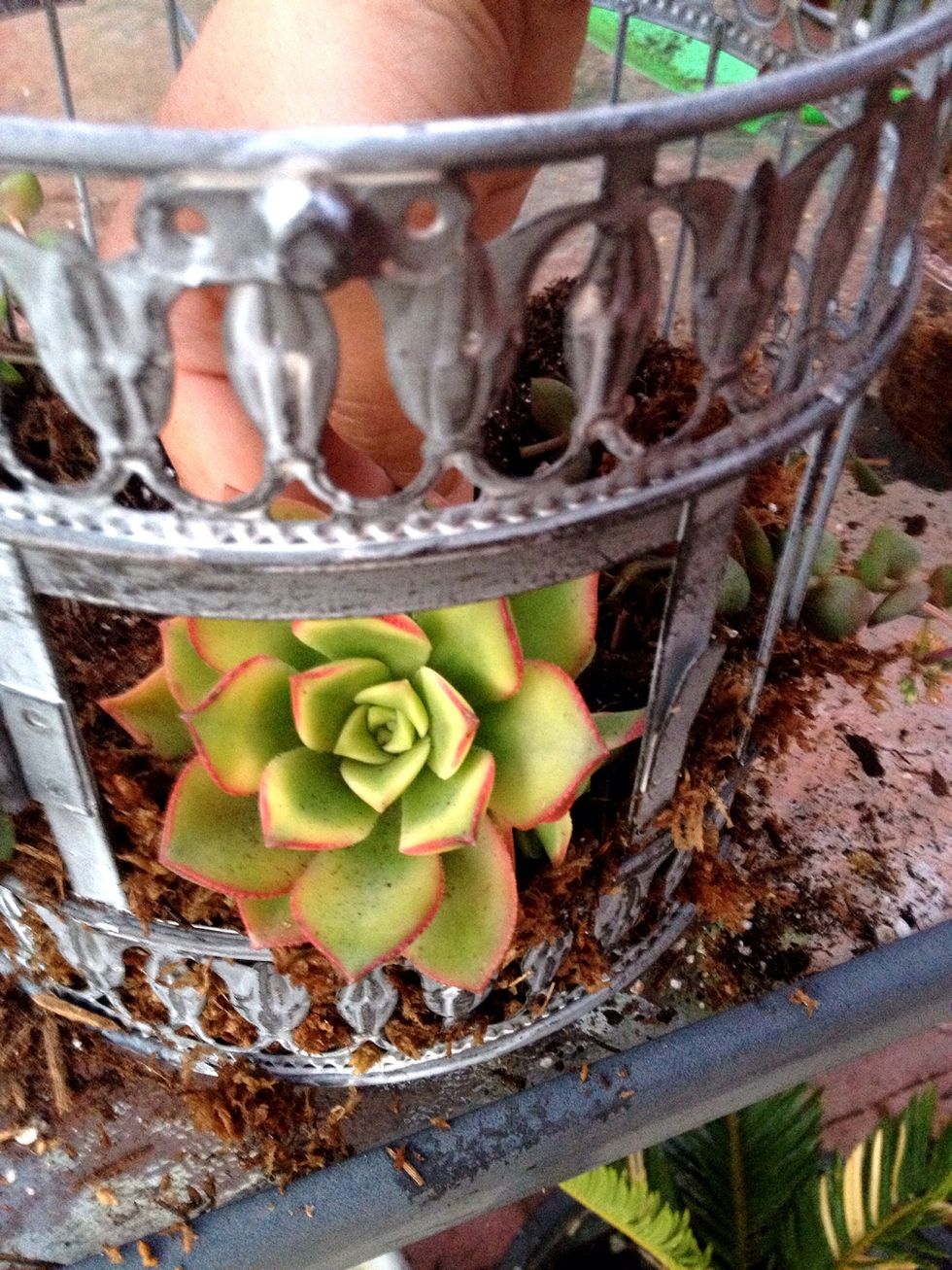I used a kiwi aeonium as the focal point at the door of the birdcage.